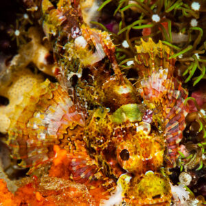 Rascasse à houppes camouflée parmi des polypes verts et une éponge orange, cadrage vertical, Raja Ampat, Indonésie