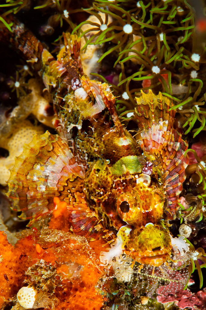 Rascasse à houppes camouflée parmi des polypes verts et une éponge orange, cadrage vertical, Raja Ampat, Indonésie