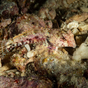 Moyer's dragonet resting on coral rubble, side view, Raja Ampat, Indonesia