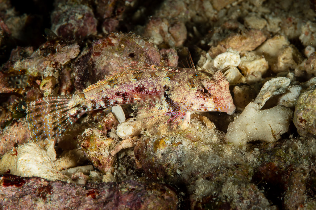 Moyer's dragonet resting on coral rubble, side view, Raja Ampat, Indonesia