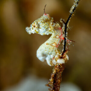 Pontoh's pygmy seahorse clinging to a thin hydroid stem, Raja Ampat, Indonesia