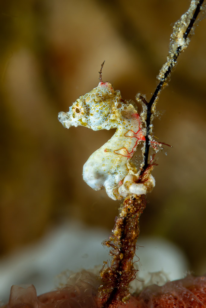 Pontoh's pygmy seahorse clinging to a thin hydroid stem, Raja Ampat, Indonesia