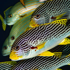 Close-up of diagonal-banded sweetlips stacked in a tight group, Raja Ampat, Indonesia