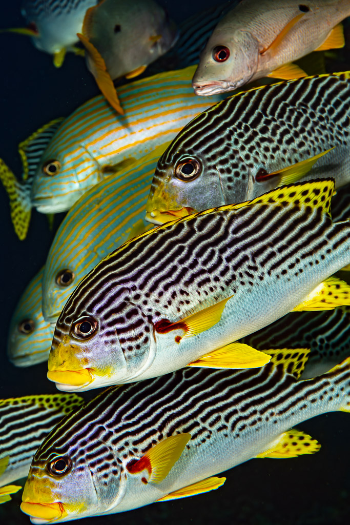 Close-up of diagonal-banded sweetlips stacked in a tight group, Raja Ampat, Indonesia