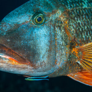 Close-up portrait of a large emperor with a bluestreak cleaner wrasse below, Raja Ampat, Indonesia