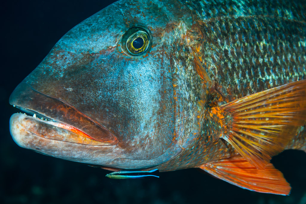 Close-up portrait of a large emperor with a bluestreak cleaner wrasse below, Raja Ampat, Indonesia