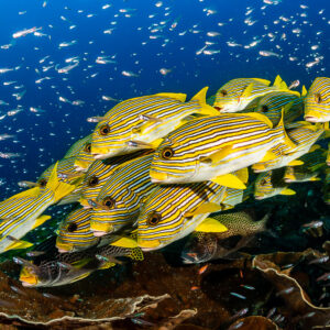Banc de gaterins rubanés au-dessus du récif dans un nuage de petits poissons, Raja Ampat, Indonésie