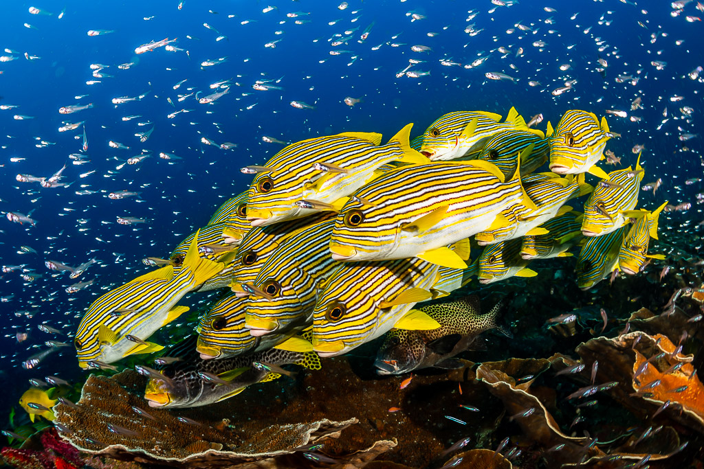 Banc de gaterins rubanés au-dessus du récif dans un nuage de petits poissons, Raja Ampat, Indonésie