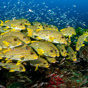 Dense school of ribbon sweetlips hovering above colourful reef, wide view, Raja Ampat, Indonesia