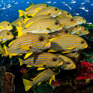Banc de gaterins rubanés face à l’objectif au-dessus de coraux mous rouges, Raja Ampat, Indonésie