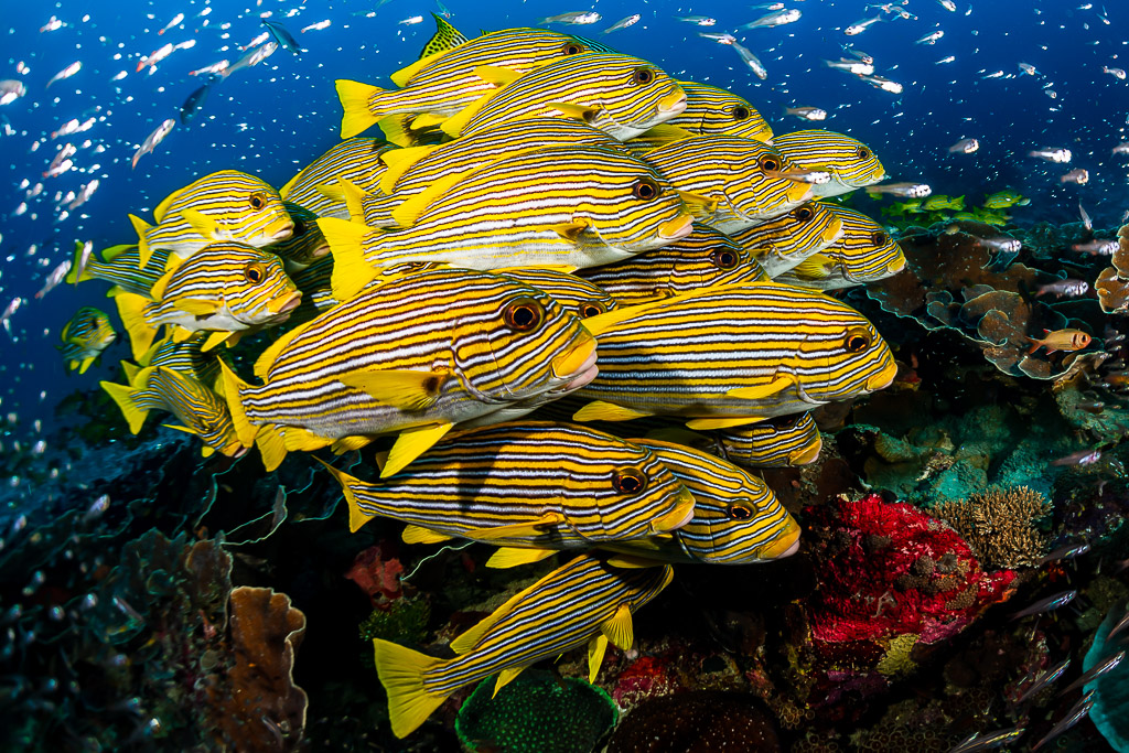Ribbon sweetlips school facing the camera above red soft coral, Raja Ampat, Indonesia