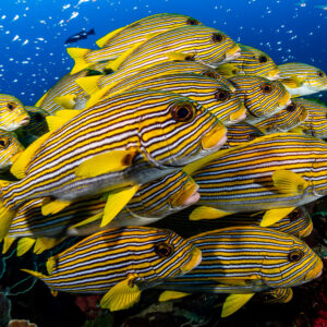 Tight close-up of a ribbon sweetlips school against blue water, Raja Ampat, Indonesia