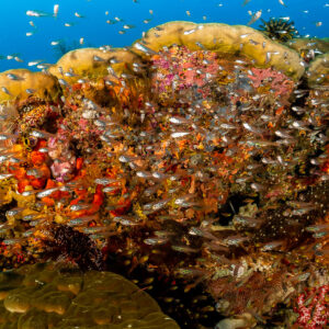Swarm of glassfish around a colourful coral bommie, Raja Ampat, Indonesia