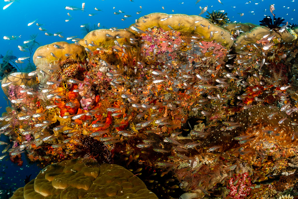 Swarm of glassfish around a colourful coral bommie, Raja Ampat, Indonesia