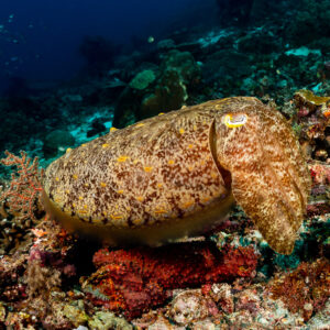 Broadclub cuttlefish hovering over a colourful reef, side view, Raja Ampat, Indonesia