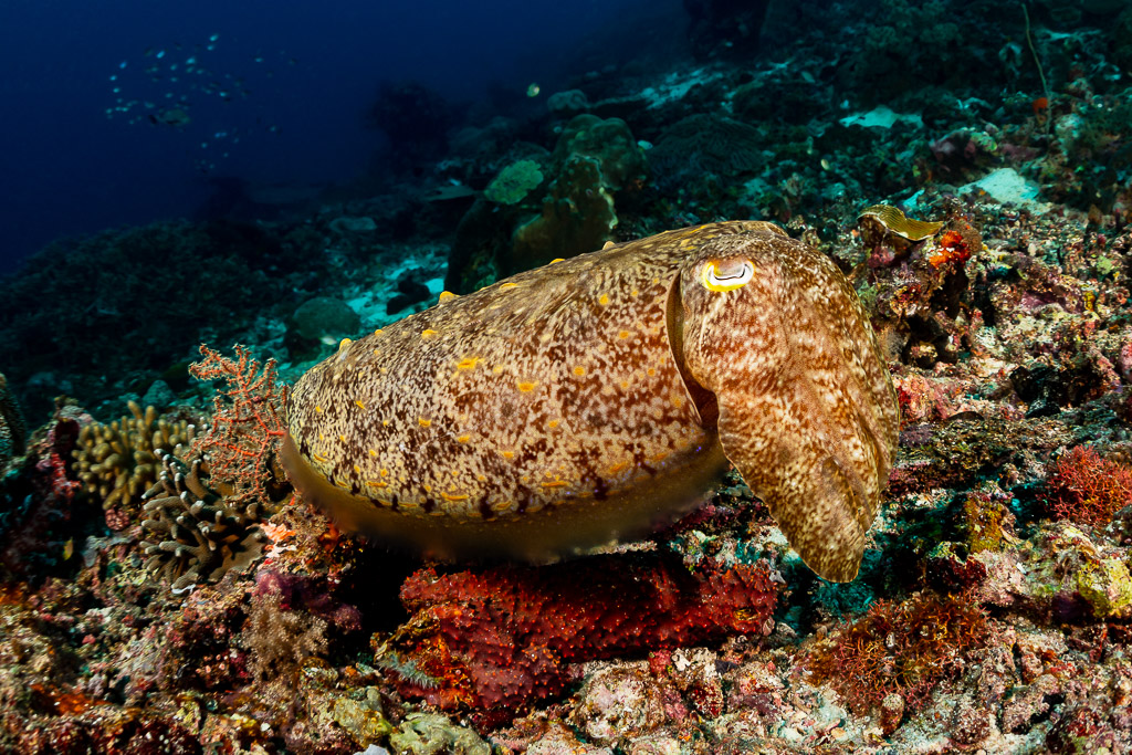 Broadclub cuttlefish hovering over a colourful reef, side view, Raja Ampat, Indonesia