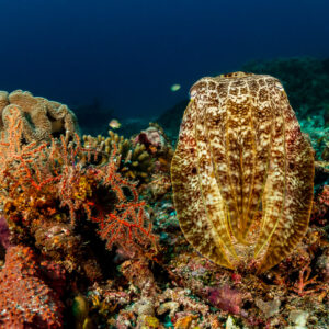 Broadclub cuttlefish facing the camera with arms raised beside leather coral, Raja Ampat, Indonesia
