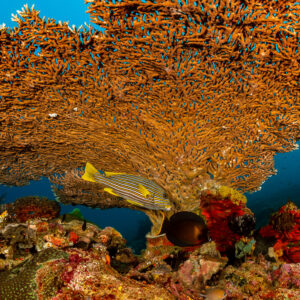 Ribbon sweetlips and juvenile mimic surgeonfish beneath a huge orange sea fan, Raja Ampat, Indonesia