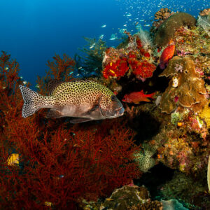 Many-spotted sweetlips swimming past a red sea fan on a colourful reef, Raja Ampat, Indonesia