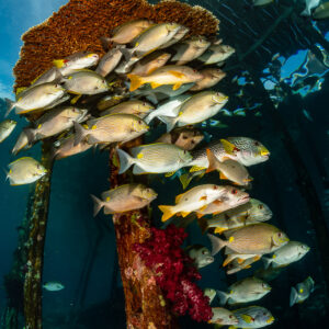 Mixed school of sweetlips, rabbitfish and snappers along a jetty piling, vertical, Raja Ampat, Indonesia