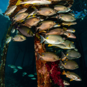 Banc de poissons abrité sous une gorgone sur un pilier de ponton orné de coraux mous, Raja Ampat, Indonésie