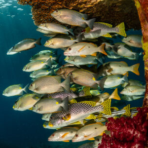 Vue rapprochée de gaterins, poissons-lapins et vivaneaux près d’un corail mou rouge sur un pilier, Raja Ampat, Indonésie