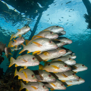 School of onespot snappers under a jetty with sunlit surface, Raja Ampat, Indonesia