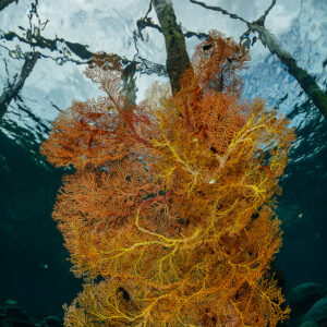 Orange sea fan on a jetty piling seen from below against the surface, Raja Ampat, Indonesia
