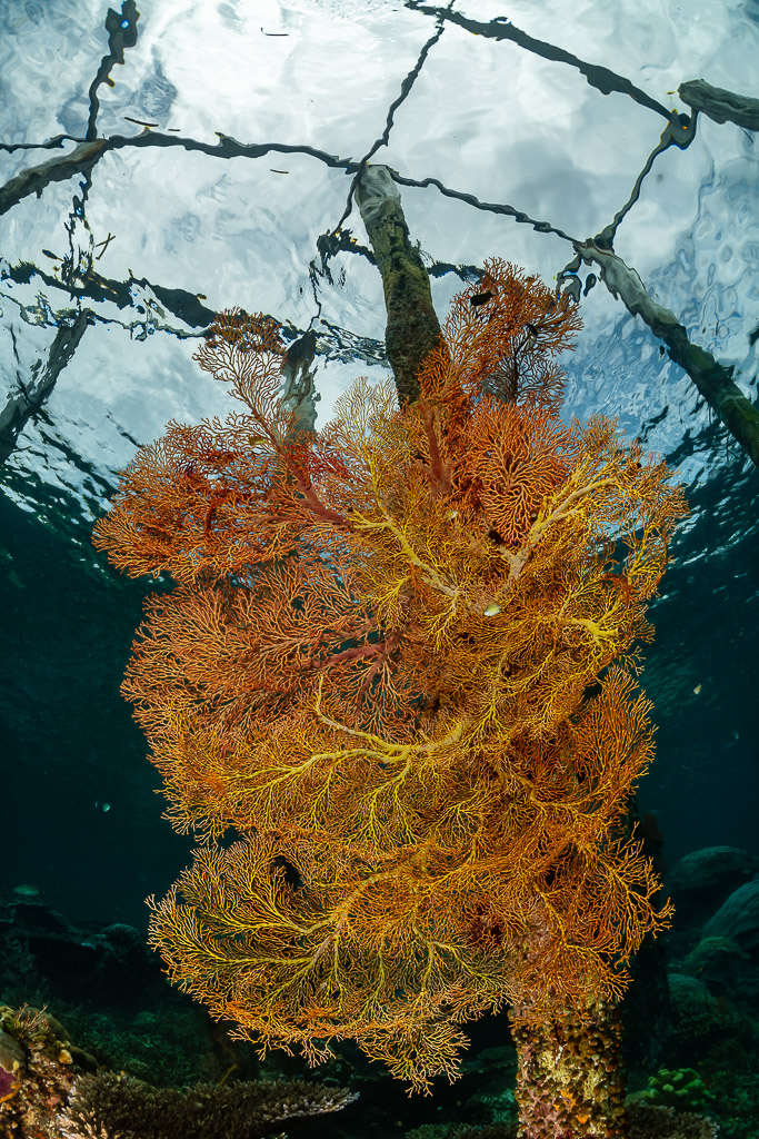 Orange sea fan on a jetty piling seen from below against the surface, Raja Ampat, Indonesia