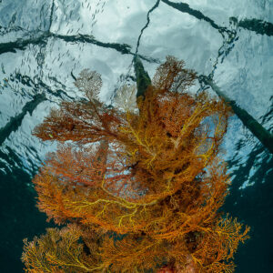 Orange sea fan under a jetty with light rays through the surface, Raja Ampat, Indonesia