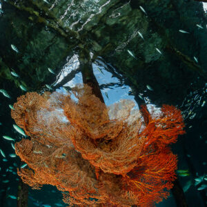 Orange sea fan on a red jetty piling with pier beams overhead, Raja Ampat, Indonesia