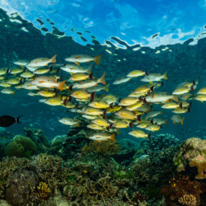 Banc de vivaneaux à queue noire au-dessus d’un récif peu profond, sous la surface, Raja Ampat, Indonésie