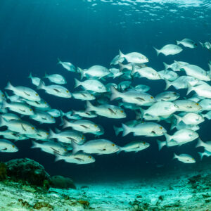 Large school of silvery snappers swimming over a sandy channel, Raja Ampat, Indonesia
