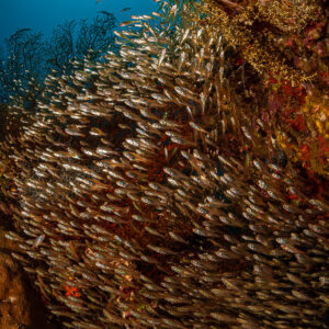 Dense glassfish swarm along a coral wall in backlight, vertical, Raja Ampat, Indonesia