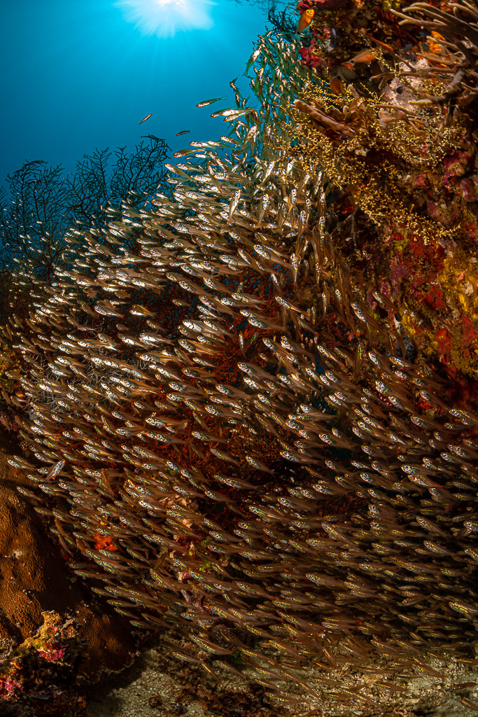 Dense glassfish swarm along a coral wall in backlight, vertical, Raja Ampat, Indonesia