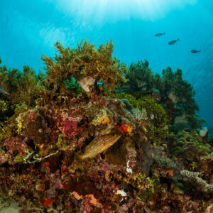 Shallow coral reef slope covered in soft corals and sponges under sunlit surface, Raja Ampat, Indonesia