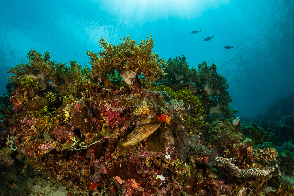 Pente récifale peu profonde couverte de coraux mous et d’éponges sous la surface ensoleillée, Raja Ampat, Indonésie