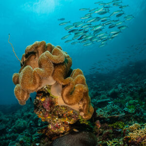 Leather coral on a reef pinnacle with a fish school above, vertical, Raja Ampat, Indonesia