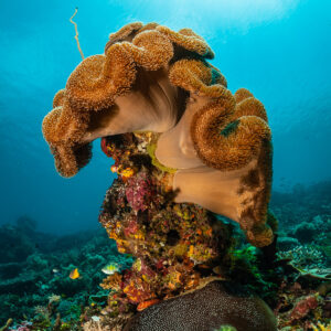 Leather coral pinnacle backlit by the sun, close vertical framing, Raja Ampat, Indonesia