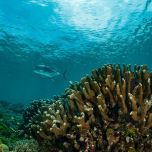 Giant trevally cruising above branching coral under the surface, Raja Ampat, Indonesia