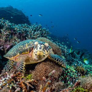 Tortue imbriquée posée sur le récif face à l’objectif, Raja Ampat, Indonésie