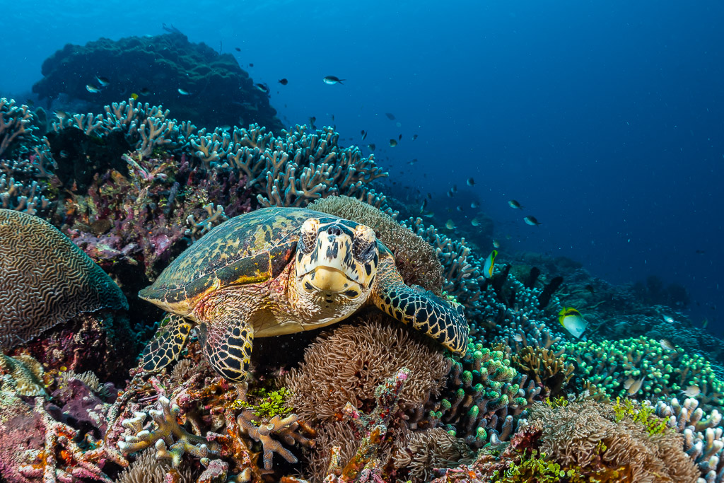 Tortue imbriquée posée sur le récif face à l’objectif, Raja Ampat, Indonésie