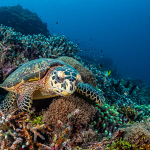 Tortue imbriquée au repos parmi les coraux, tête légèrement tournée, Raja Ampat, Indonésie