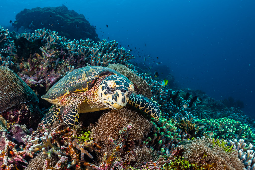 Tortue imbriquée au repos parmi les coraux, tête légèrement tournée, Raja Ampat, Indonésie