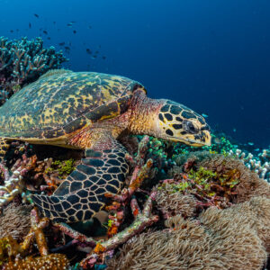 Hawksbill turtle feeding on reef, side view, Raja Ampat, Indonesia