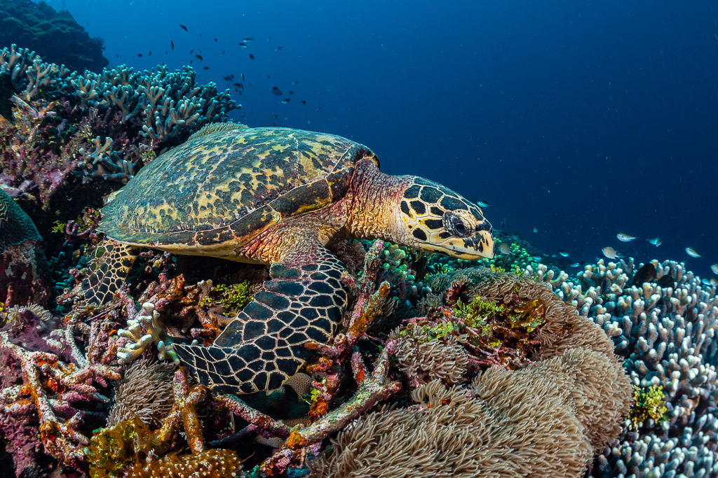 Hawksbill turtle feeding on reef, side view, Raja Ampat, Indonesia