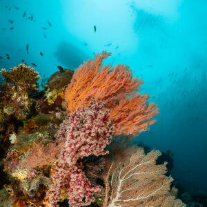Pink sea fans on a reef ledge beneath a bright sunburst, vertical, Raja Ampat, Indonesia