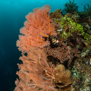 Large pink sea fan on reef slope with blue water, vertical, Raja Ampat, Indonesia