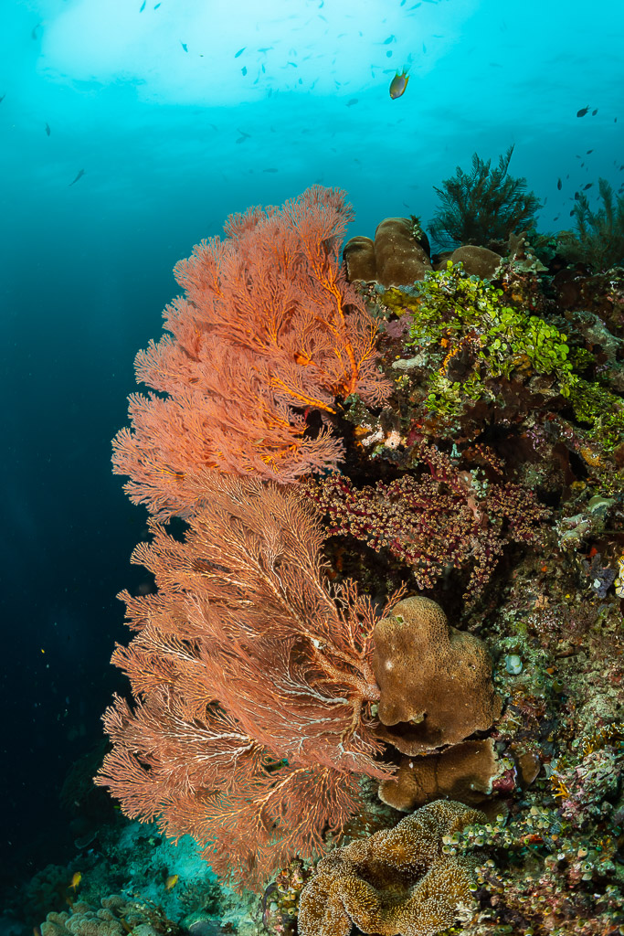 Large pink sea fan on reef slope with blue water, vertical, Raja Ampat, Indonesia