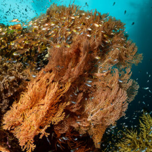 Sea fan on a reef outcrop surrounded by small fish, vertical, Raja Ampat, Indonesia
